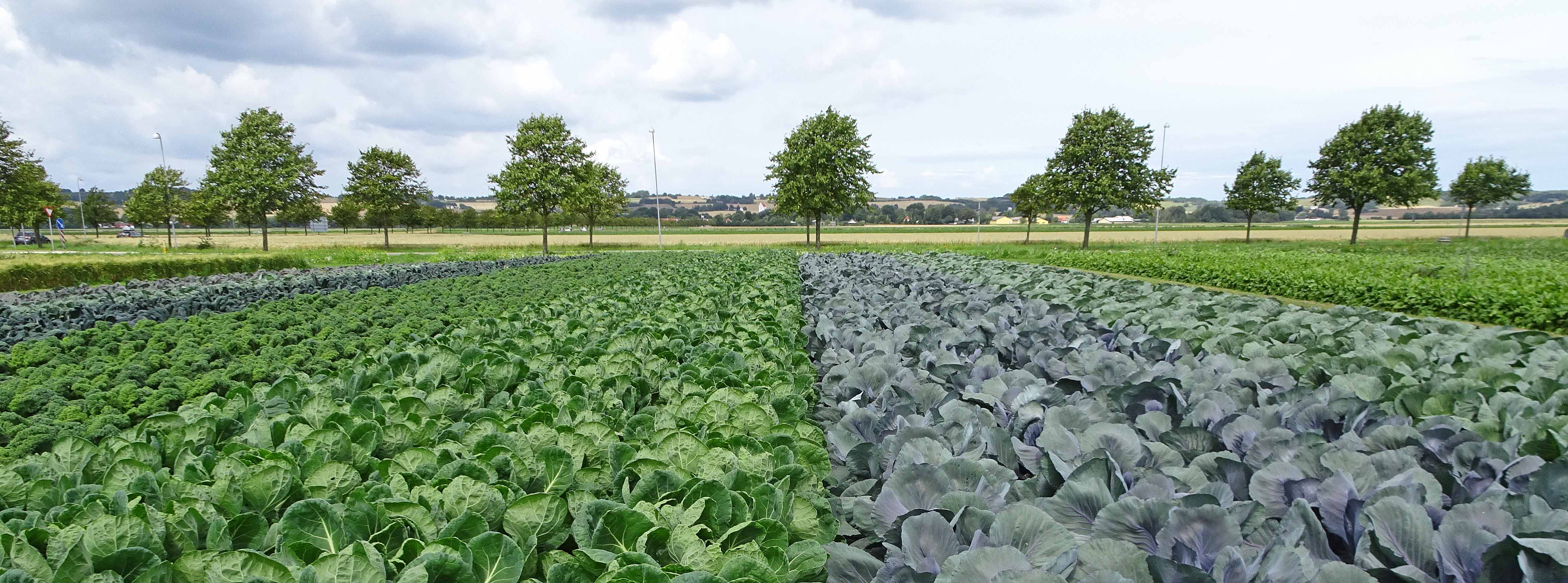 Besøgsmark, oplevelsesrute og geopark