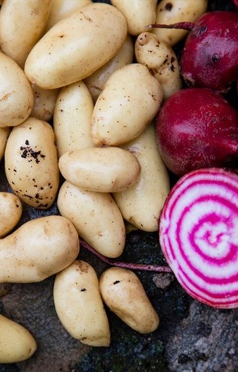 <h1>Kartofler bør med i kosten flere gange om ugen</h1>